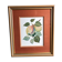 Old botanical lithograph patricia kounakowitch