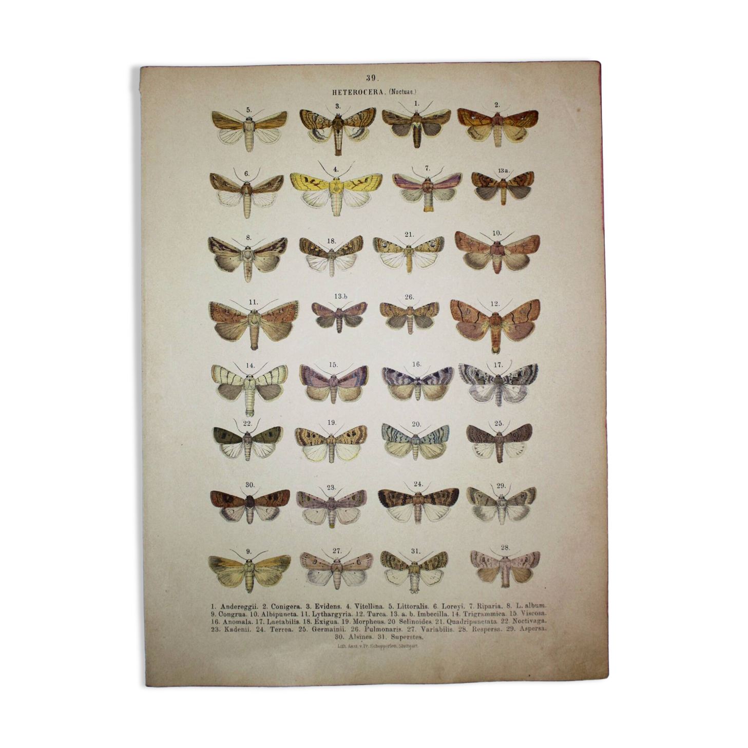 Antique print of Butterflies - Lithograph from 1887 - Andereggii - Original illustration