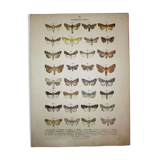 Antique print of Butterflies - Lithograph from 1887 - Andereggii - Original illustration