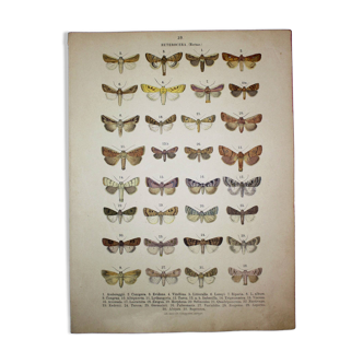 Antique print of Butterflies - Lithograph from 1887 - Andereggii - Original illustration