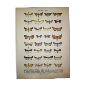 Gravure ancienne de Papillons - Lithographie de 1887 - Andereggii - Illustration originale