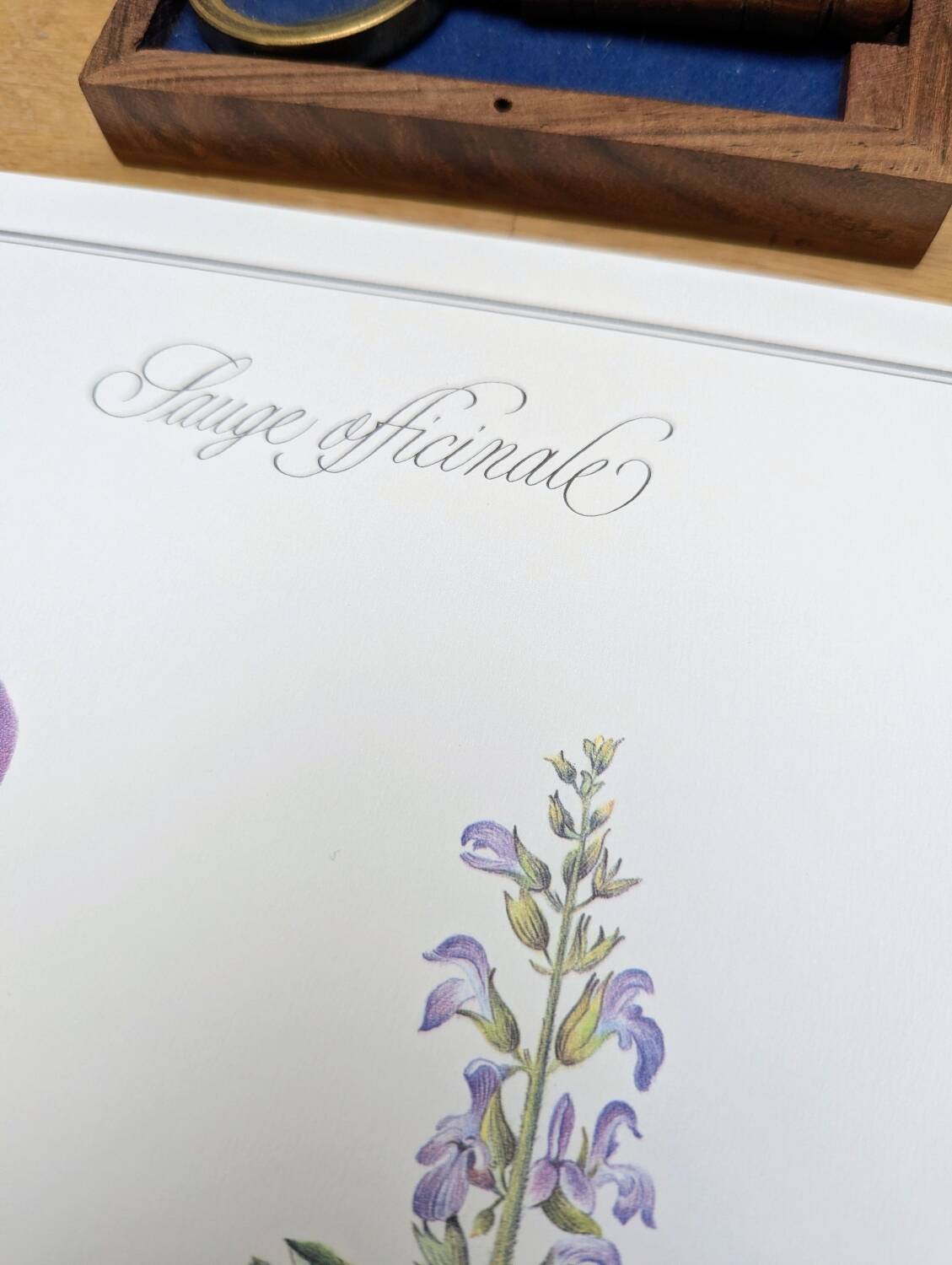 Printed in 1986, the Sage. Vintage Botany.