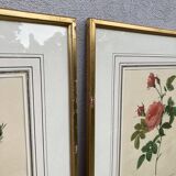2 lithographies encadrées Rosiers P.J. Redouté