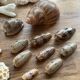 Set of natural shells and corals