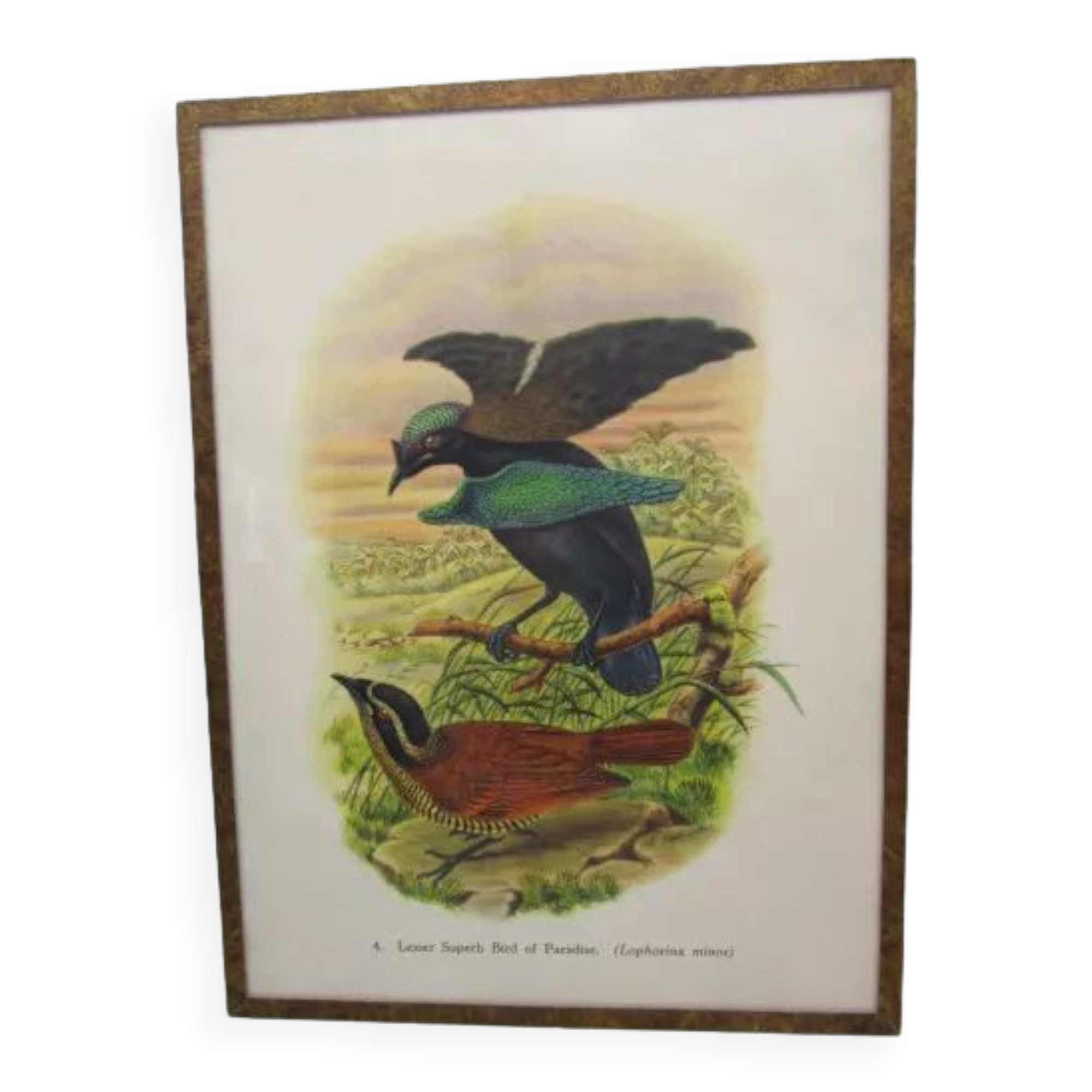 Engraving of ancient birds