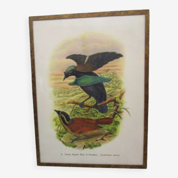 Gravure d'oiseau ancienne