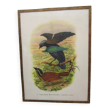 Engraving of ancient birds