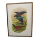 Engraving of ancient birds