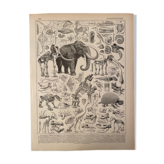 Lithographie gravure paléontologie de 1897 (1)