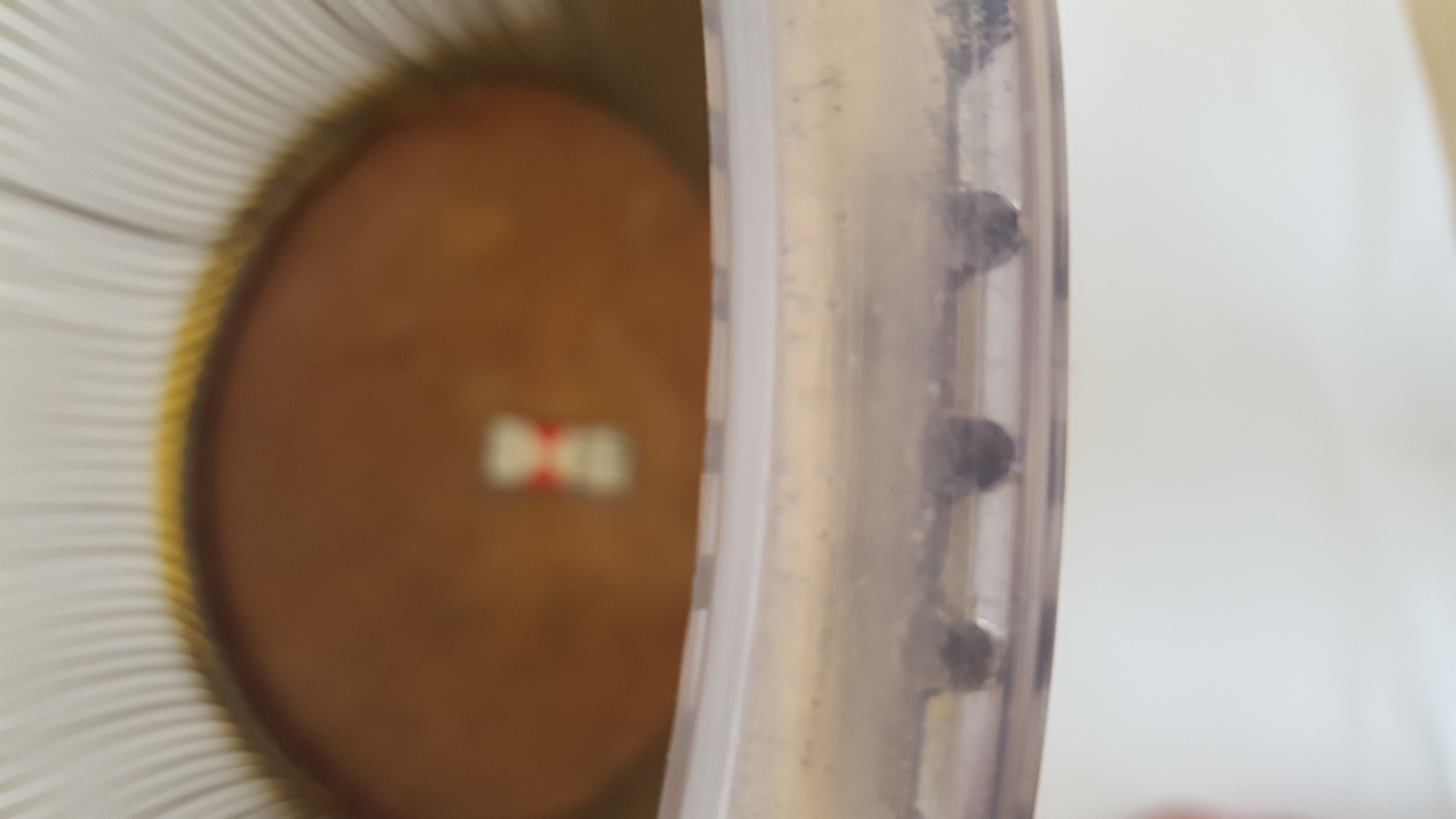 Former ottoman stool Warren Platner Knoll 1960