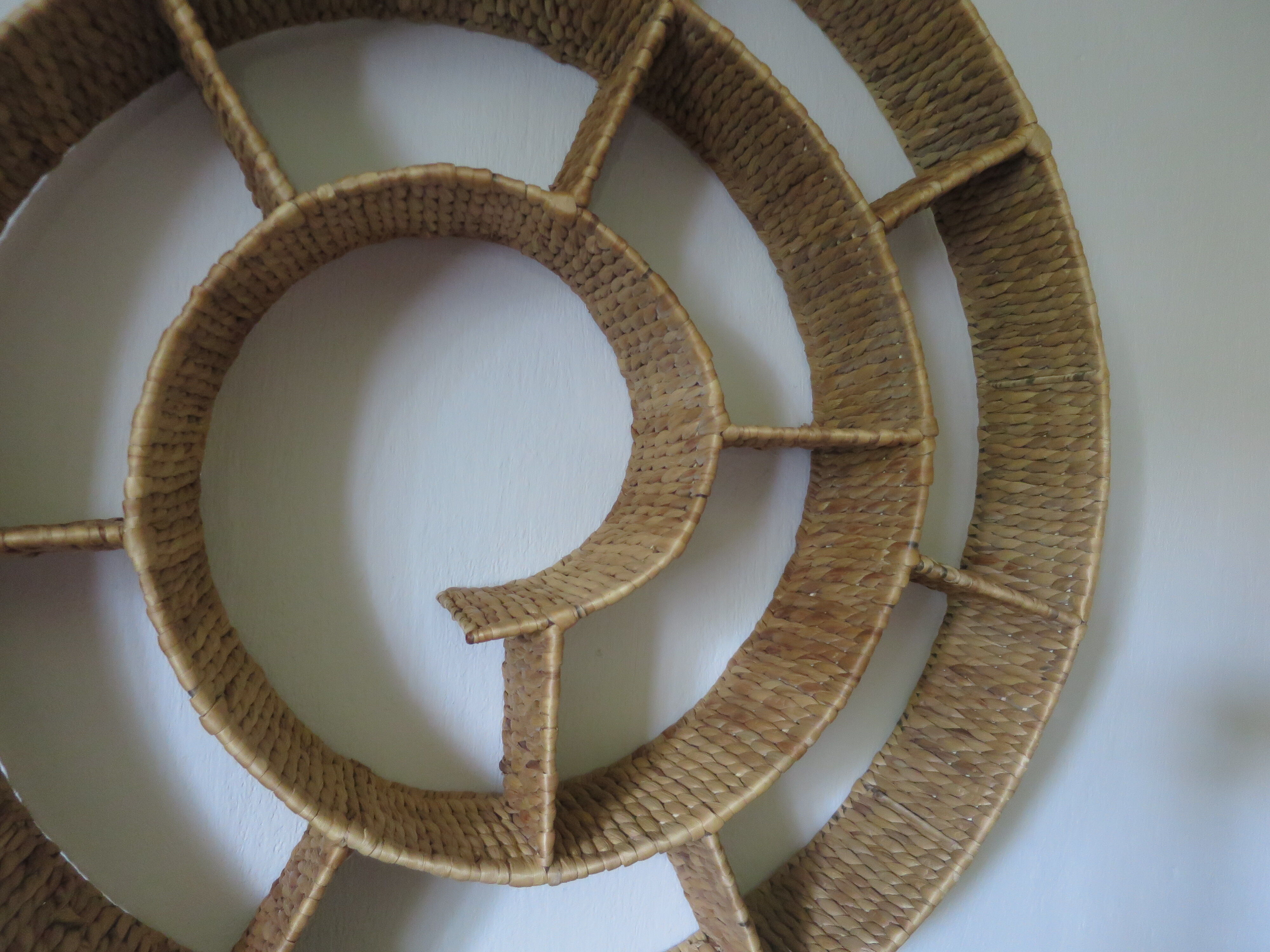 Round snail spiral shelf in sea rush