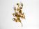 XL 1960s Italian gold-plated wall lamp with four sockets | heigh 80ccm