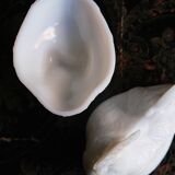 Opaline fair rooster