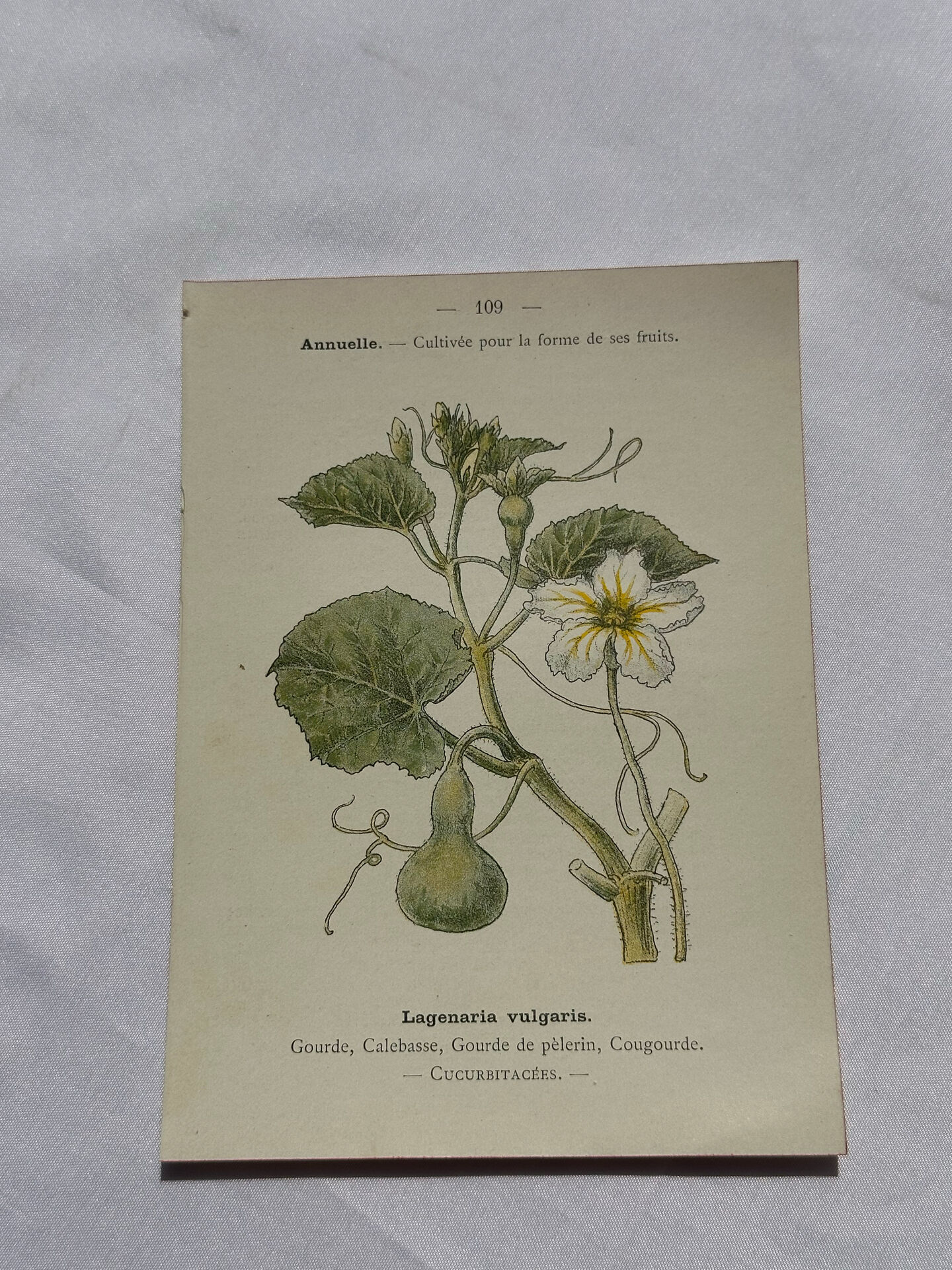 Planche botanique, gravure naturaliste, 19ème