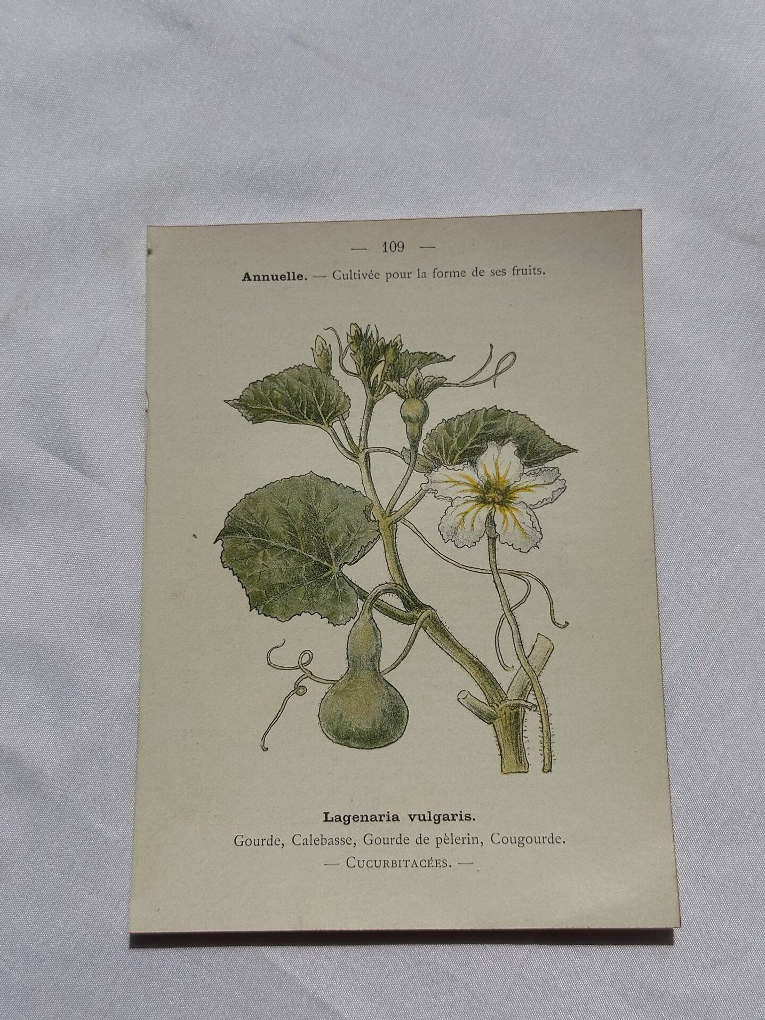 Planche botanique, gravure naturaliste, 19ème