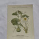Planche botanique, gravure naturaliste, 19ème