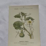 Planche botanique, gravure naturaliste, 19ème