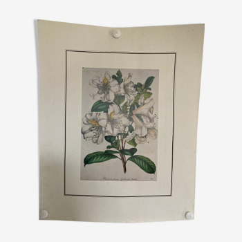 Rhododendron botanical poster