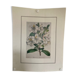 Rhododendron botanical poster
