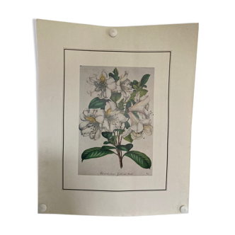 Rhododendron botanical poster