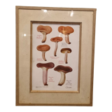 Frame botanical board mushrooms