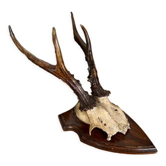 Deer antlers as vintage trophies