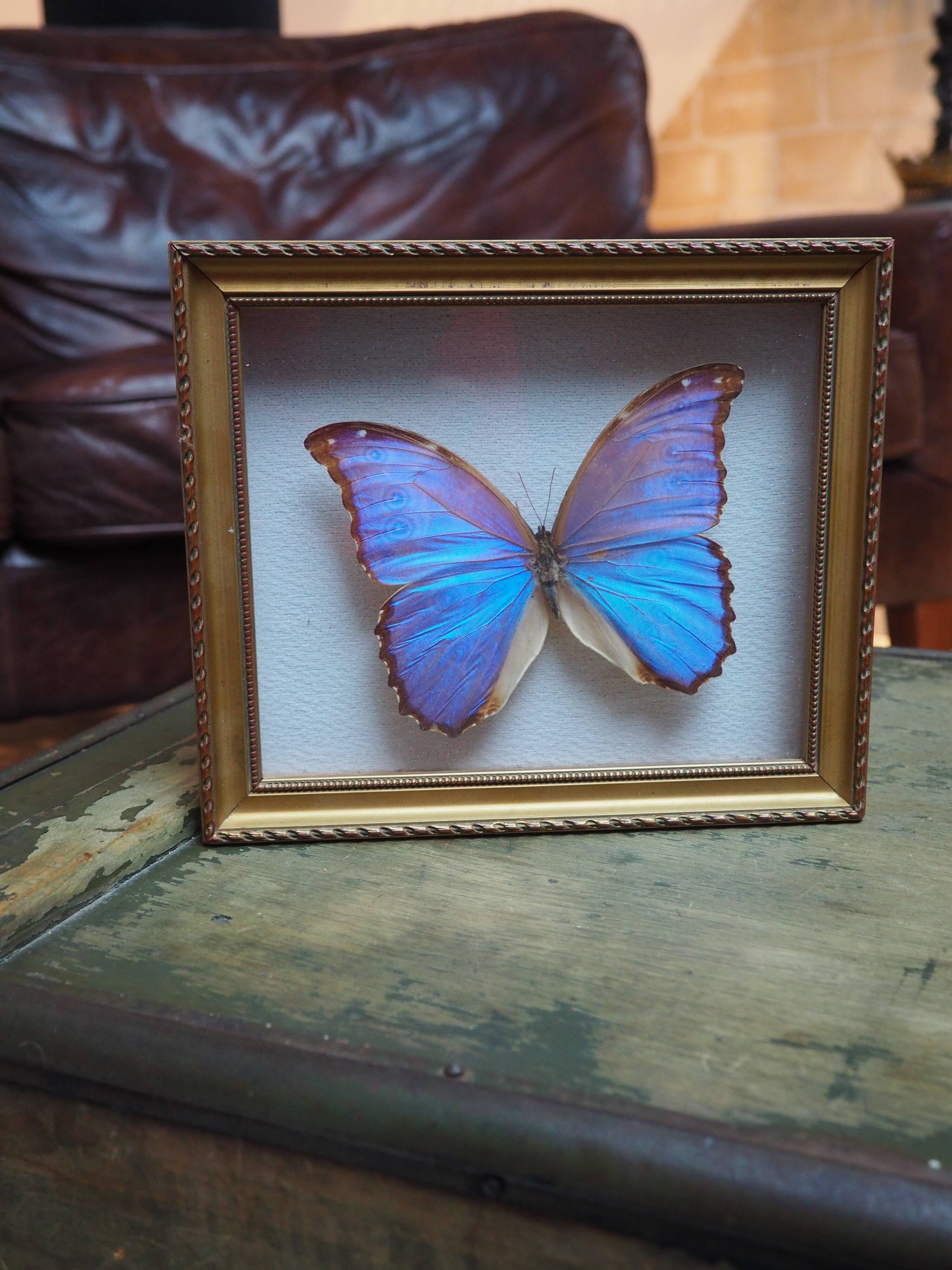 Former executive butterfly under glass