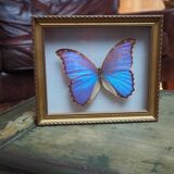 Former executive butterfly under glass
