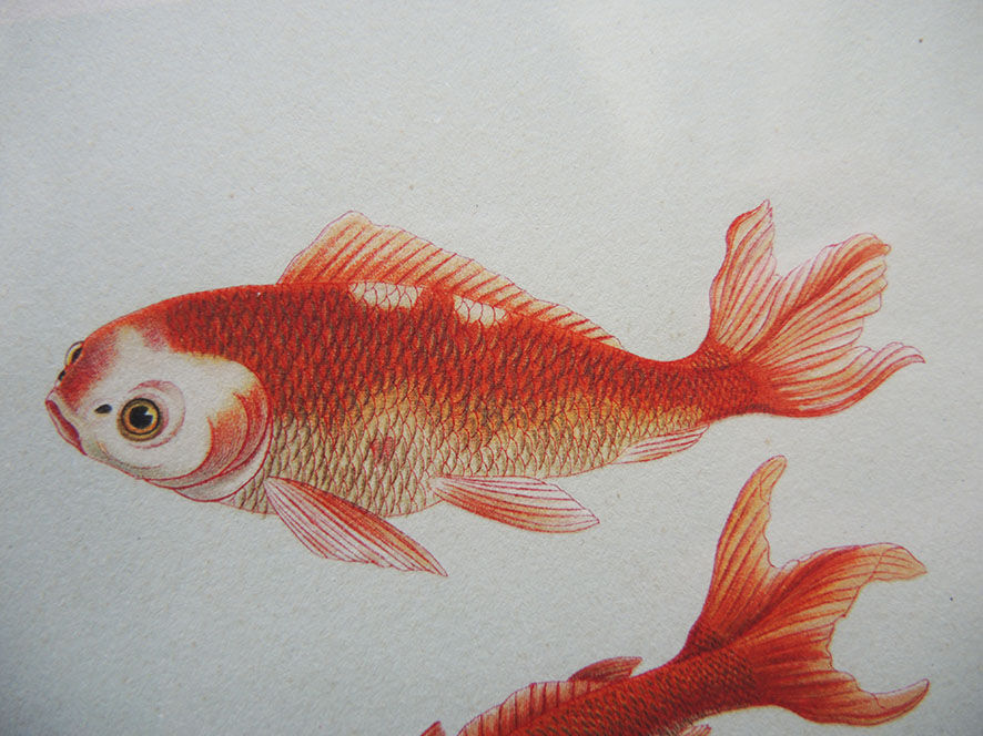 Old framed lithograph: goldfish