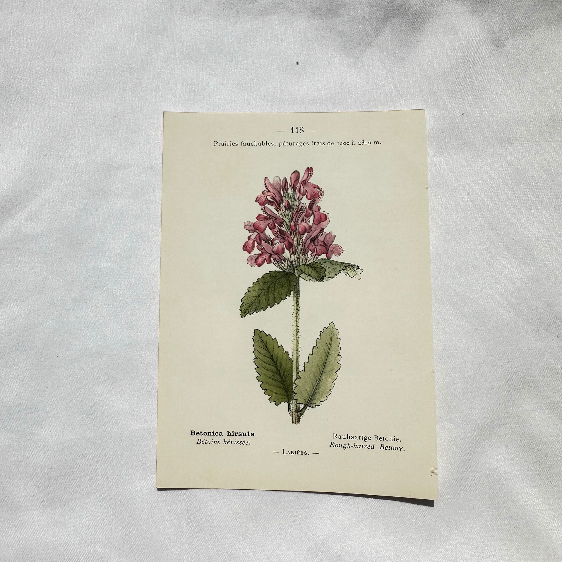 Old botanical engraving from the 19th century – Coloured plant illustration