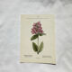 Old botanical engraving from the 19th century – Coloured plant illustration