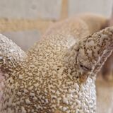 Vinsare Sèvres Ceramic Fox Pair