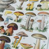 Lithograph on mushrooms from 1928 "cep"