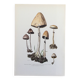 Botanical Illustration Mushrooms Anellaria Vintage Print 60s