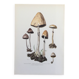 Botanical Illustration Mushrooms Anellaria Vintage Print 60s