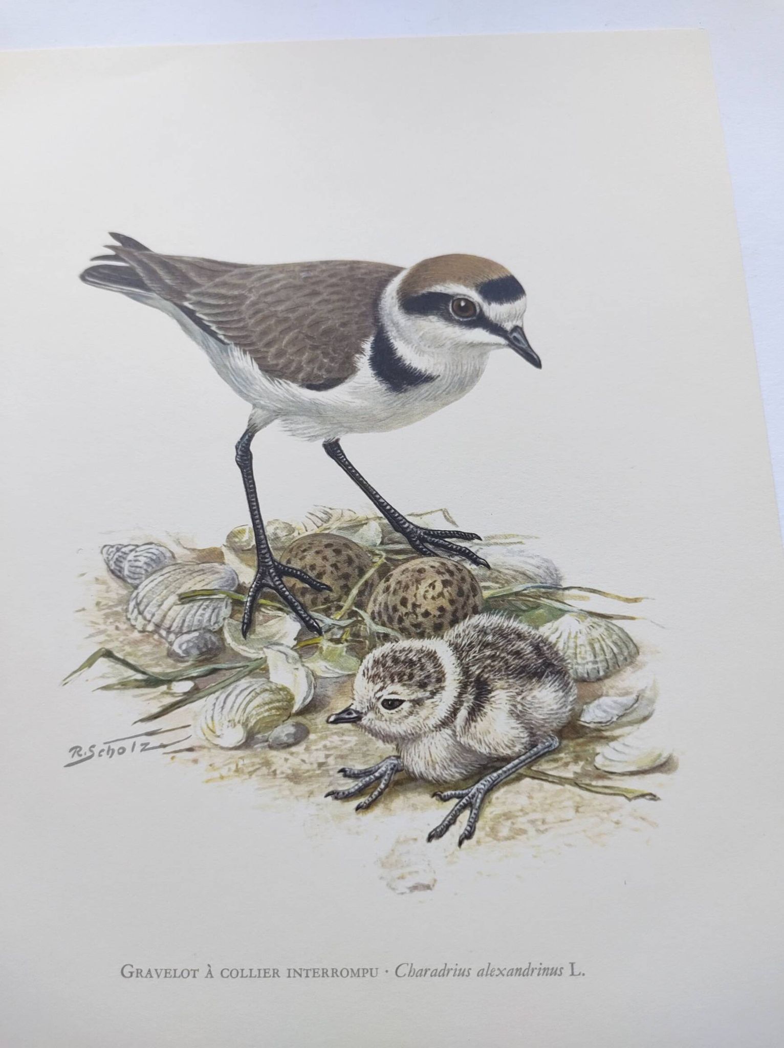 Old bird board from the 60s - Ringed Plover - Nature image