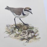 Old bird board from the 60s - Ringed Plover - Nature image