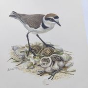 Old bird board from the 60s - Ringed Plover - Nature image