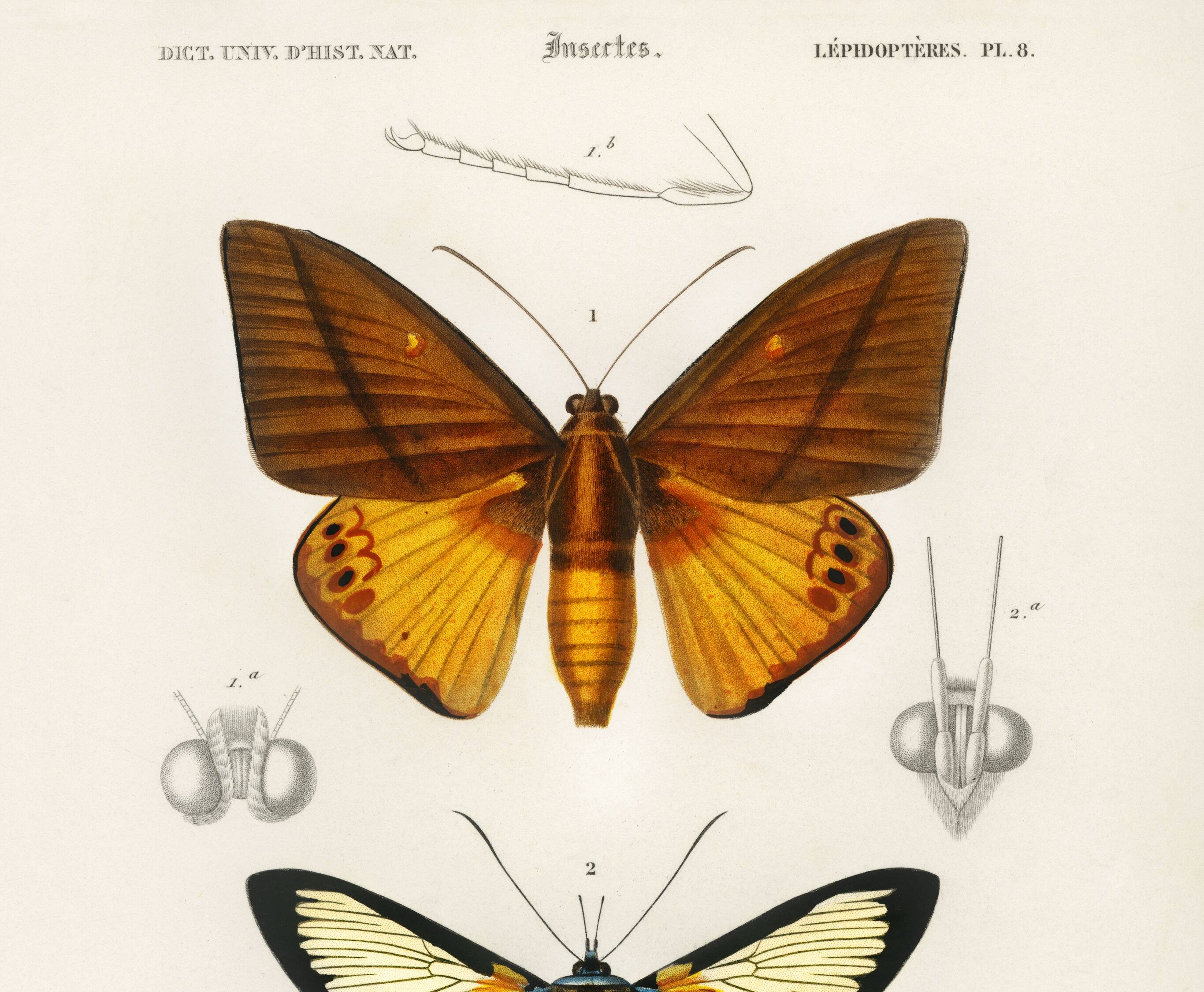 Poster about tropical butterflies, based on an old engraving from 1849.