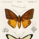 Poster about tropical butterflies, based on an old engraving from 1849.