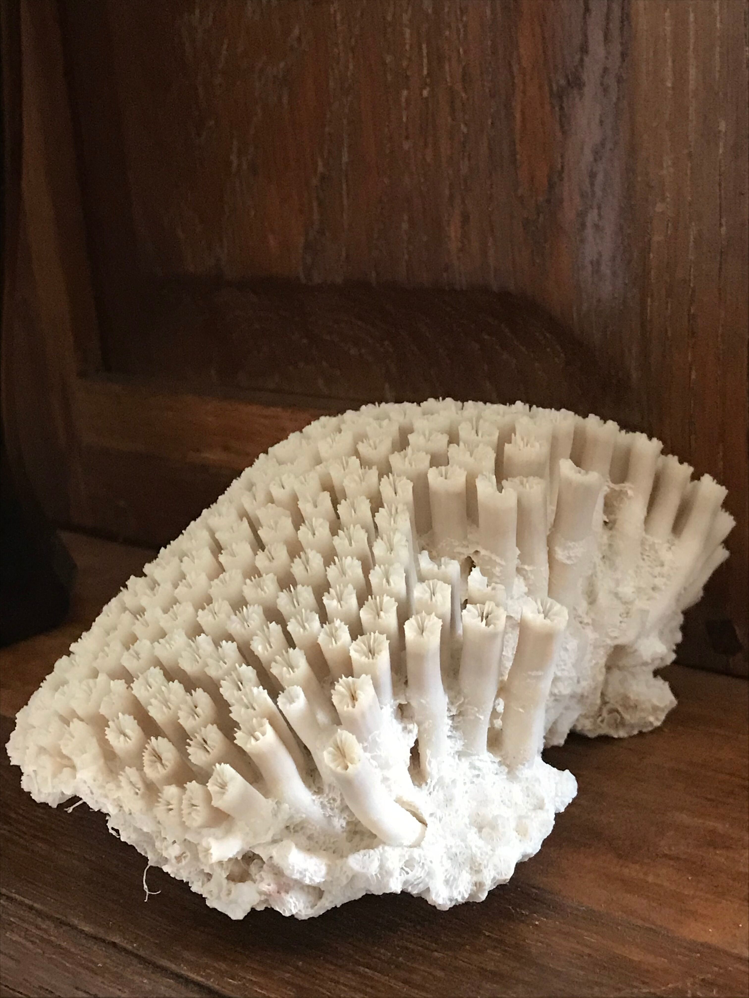 Ancient white coral