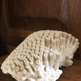 Ancient white coral