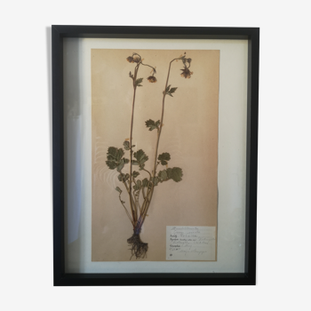 Framed old herbarium board