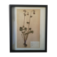 Framed old herbarium board