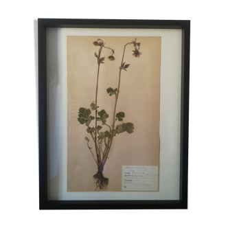 Framed old herbarium board