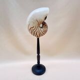 Large Tiger Nautilus shell on turned wooden base, old cabinet of curiosities