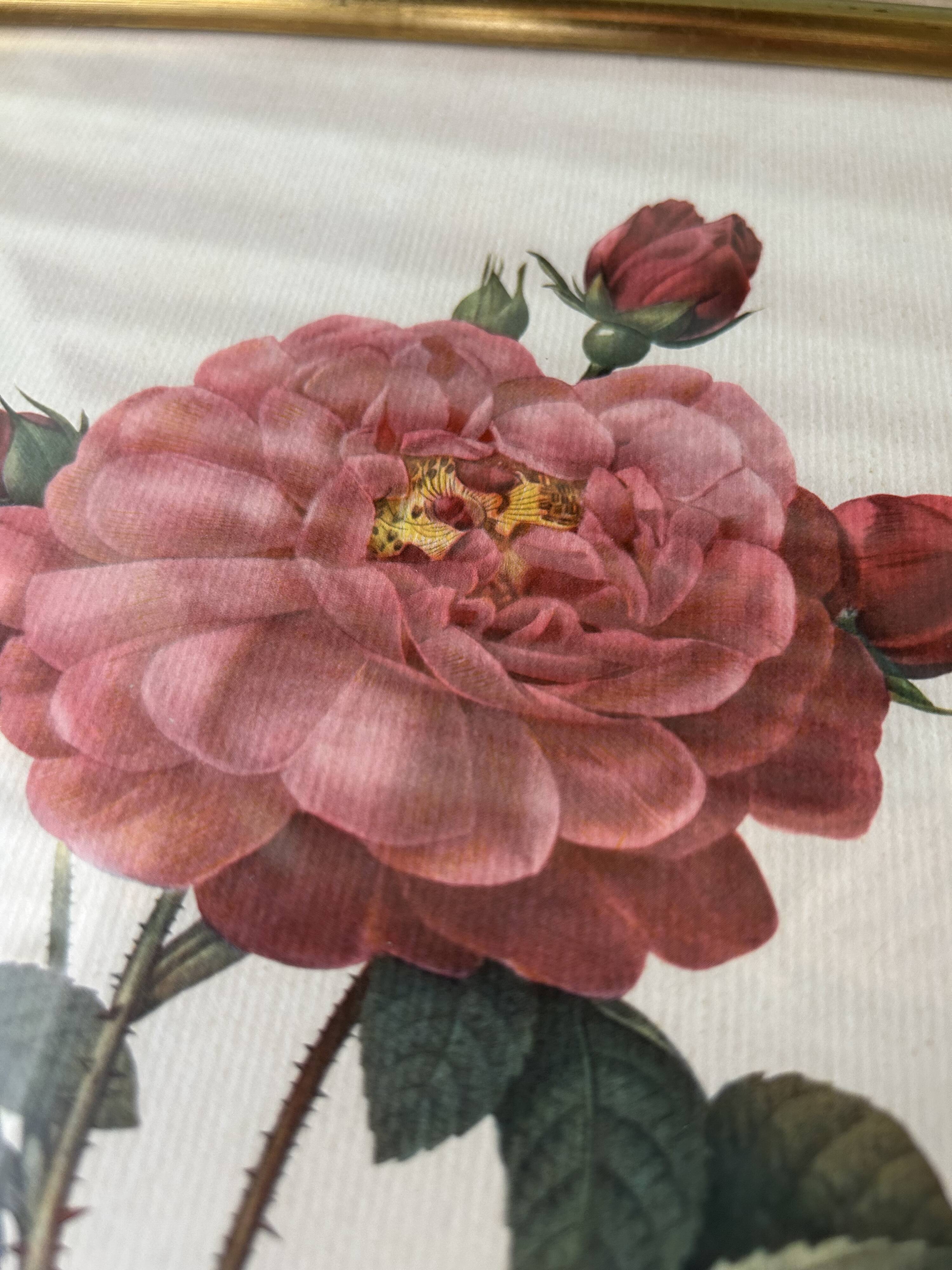 Paire de gravures Redouté