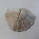 Corail blanc 314g