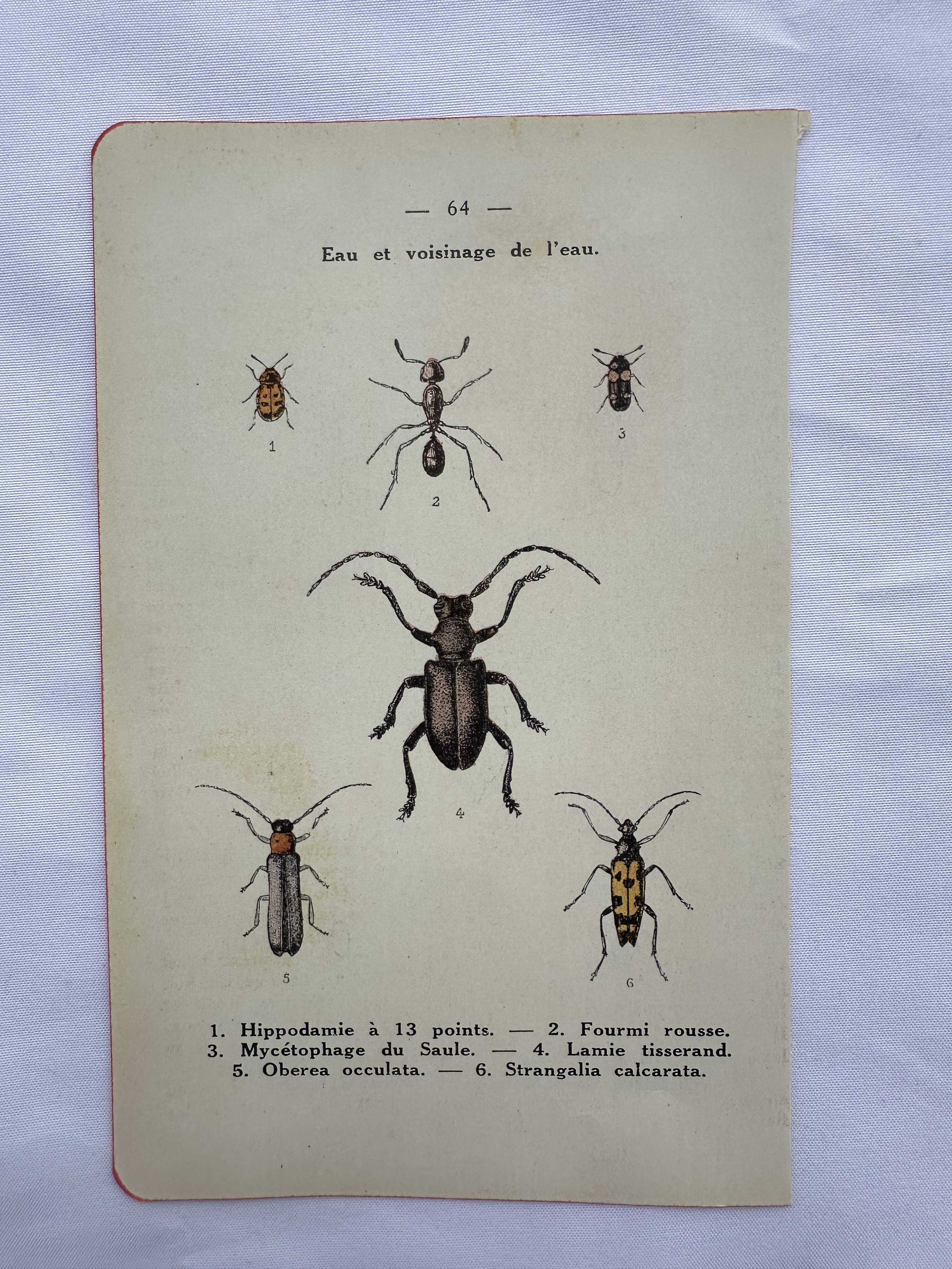 Vintage butterfly insect engraving