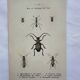 Vintage butterfly insect engraving